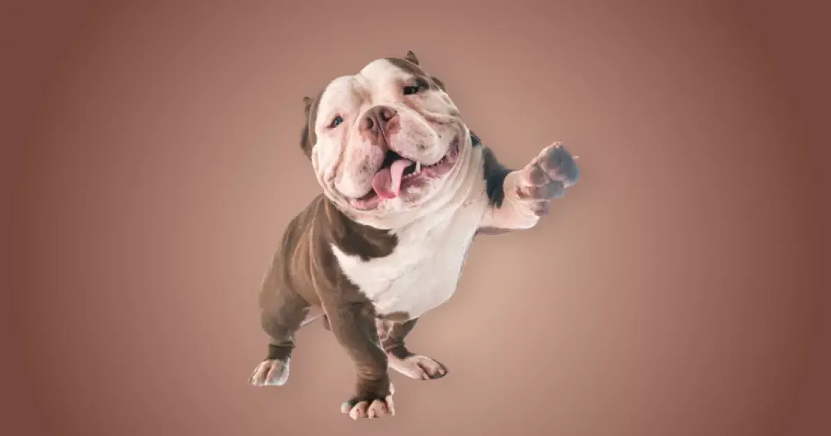 Melhor ração para American Bully em 2024