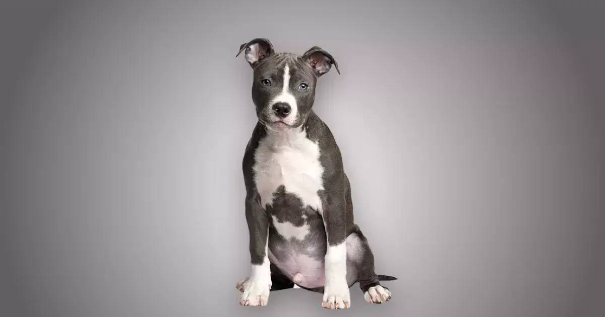 Melhor ração para filhote de American Staffordshire Terrier em 2024