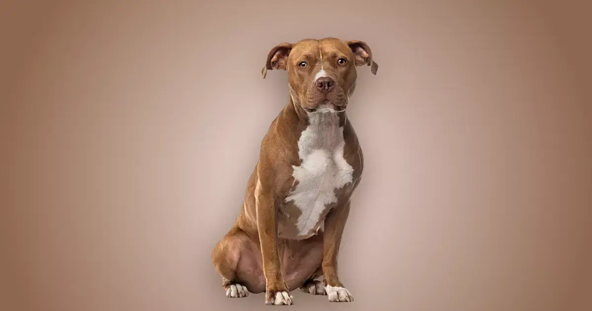 Melhor ração para American Staffordshire Terrier em 2024