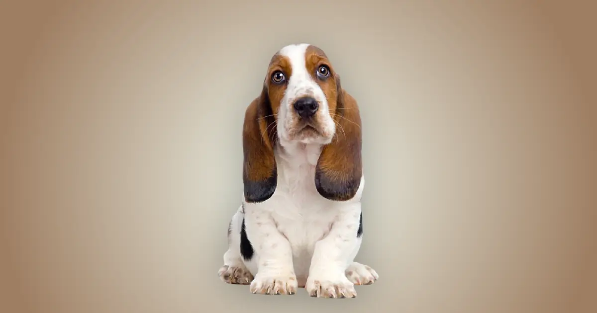 Melhor ração para filhote de Basset hound em 2024