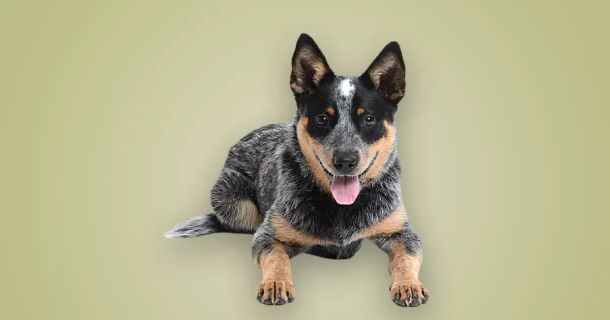 Melhor ração para Blue Heeler em 2024