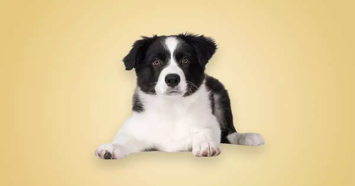 Melhor ração para filhote de Border Collie em 2024