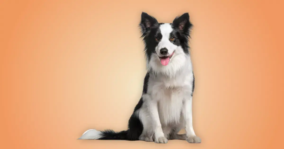 Melhor ração para Border Collie em 2024