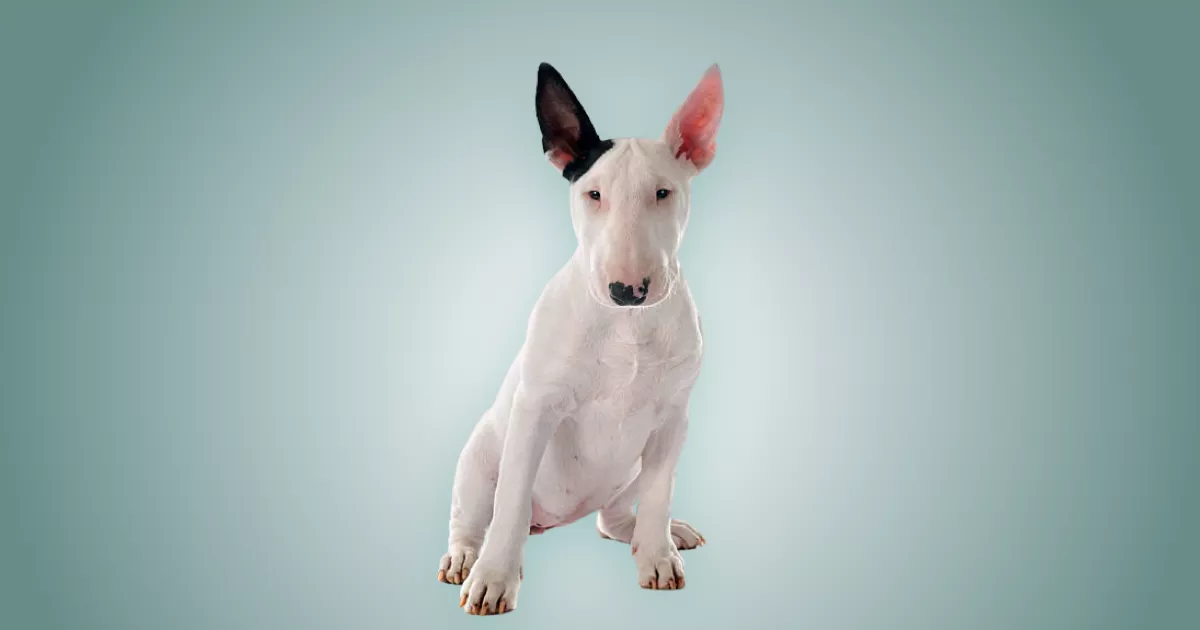 Melhor ração para filhote de Bull Terrier em 2024