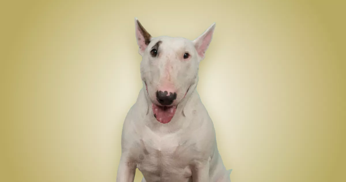 Melhor ração para Bull Terrier em 2024