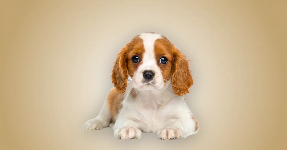 Melhor ração para filhote de Cavalier king charles spaniel em 2024