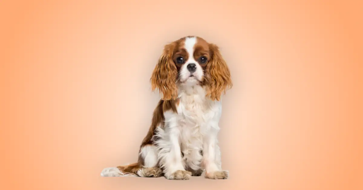 Melhor ração para Cavalier king charles spaniel em 2024