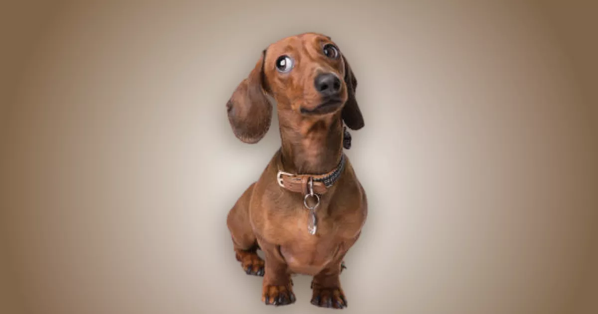 Melhor ração para Dachshund em 2024