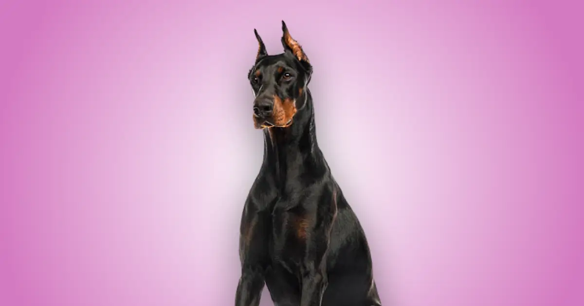 Melhor ração para Doberman em 2024