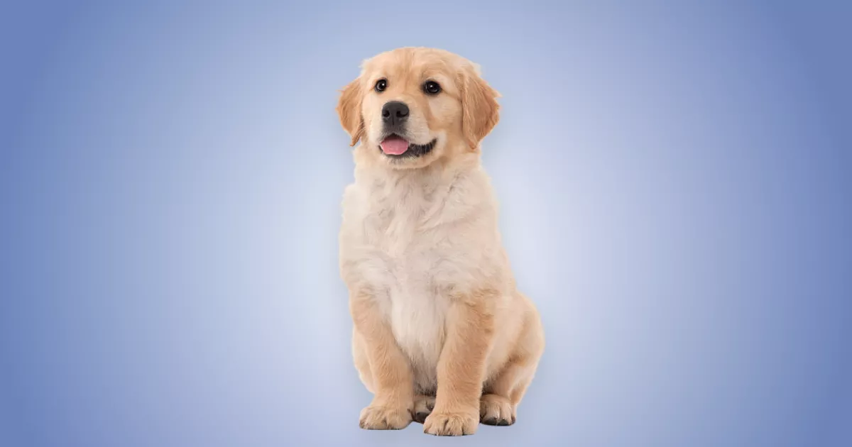 Melhor ração para filhote de Golden Retriever em 2024