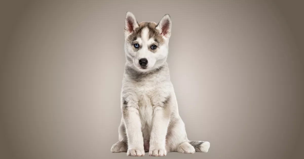 Melhor ração para filhote de Husky Siberiano em 2024