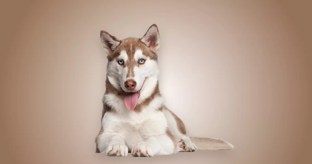 Melhor ração para Husky Siberiano em 2024