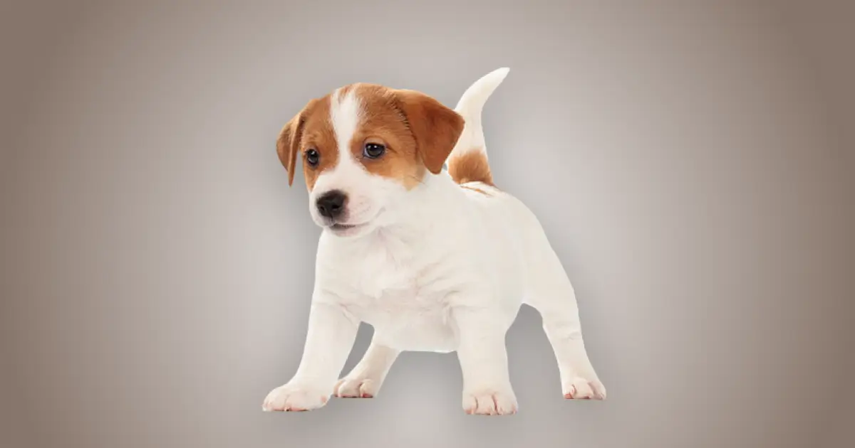 Melhor ração para filhote de Jack russell terrier em 2024