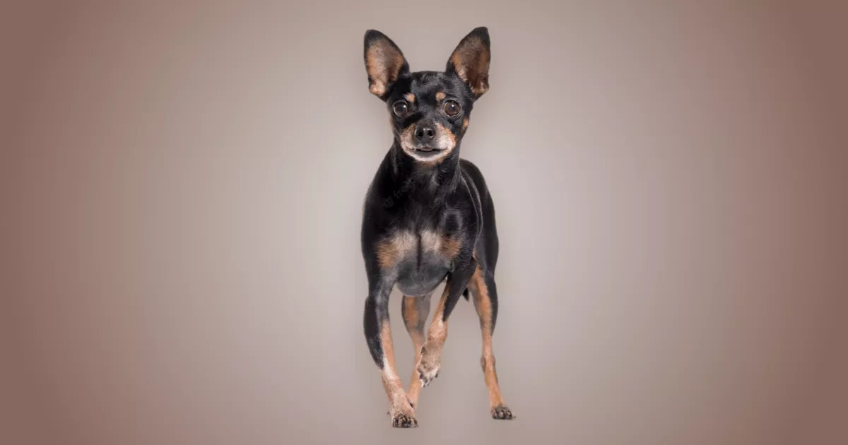 Melhor ração para Pinscher em 2024