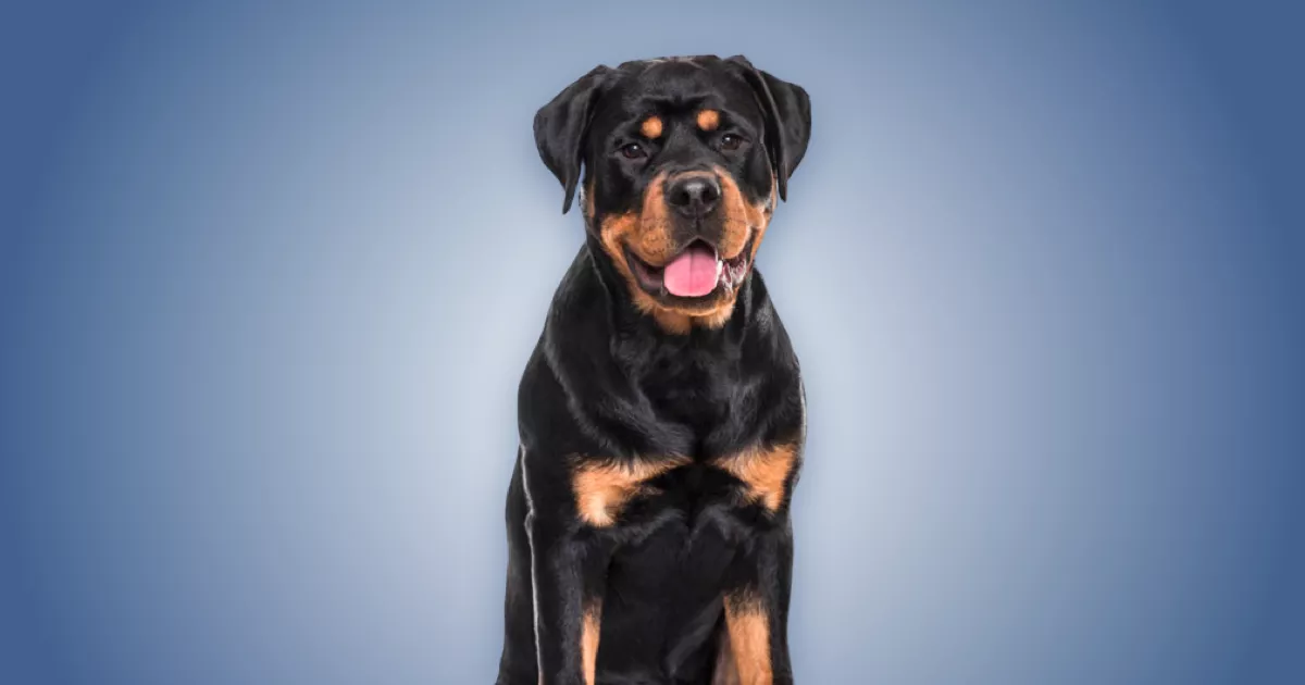 Melhor Ra O Para Rottweiler Em Melhor Ra O