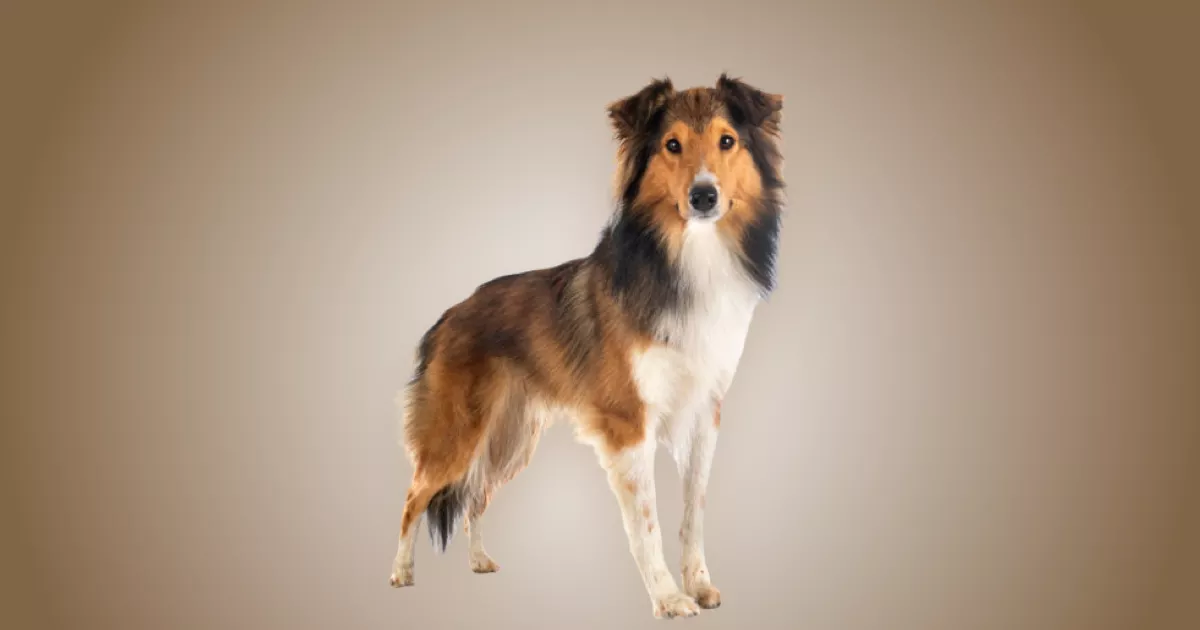 Melhor ração para filhote de Rough Collie em 2024