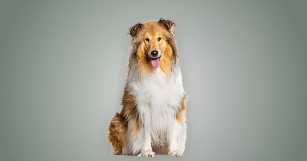 Melhor ração para Rough Collie em 2024