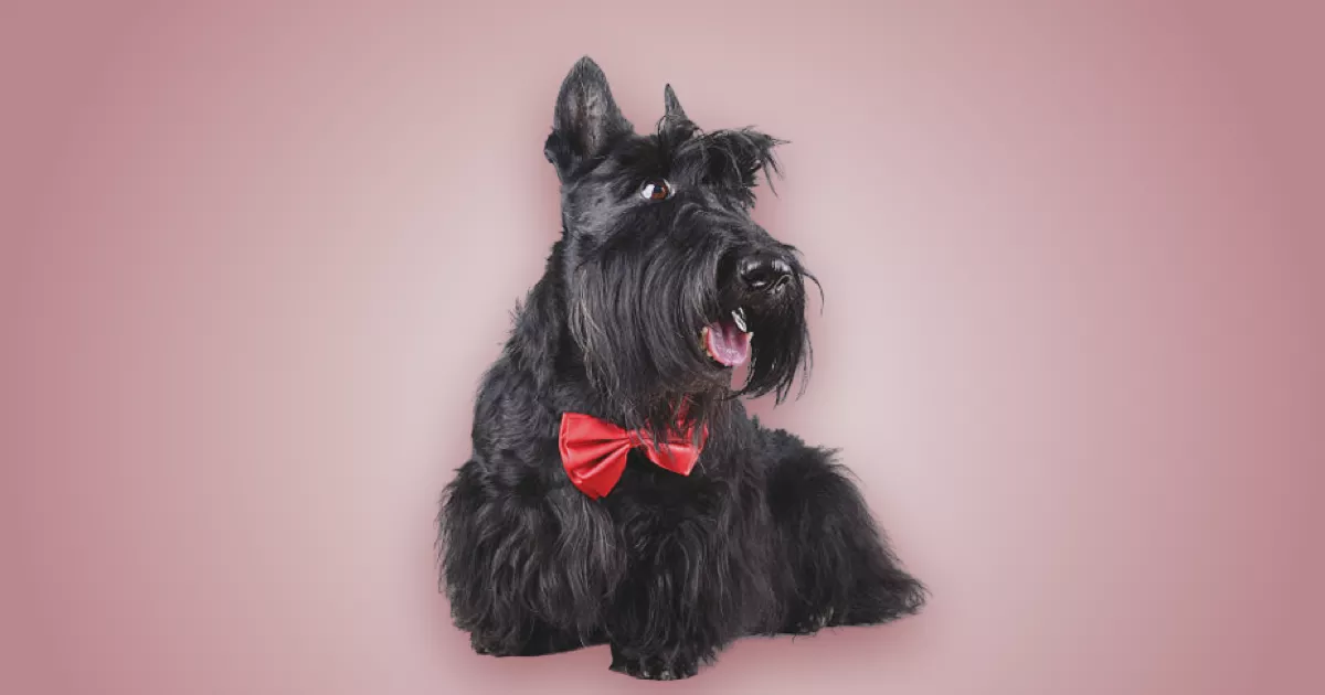 Melhor ração para filhote de Scottish Terrier em 2024