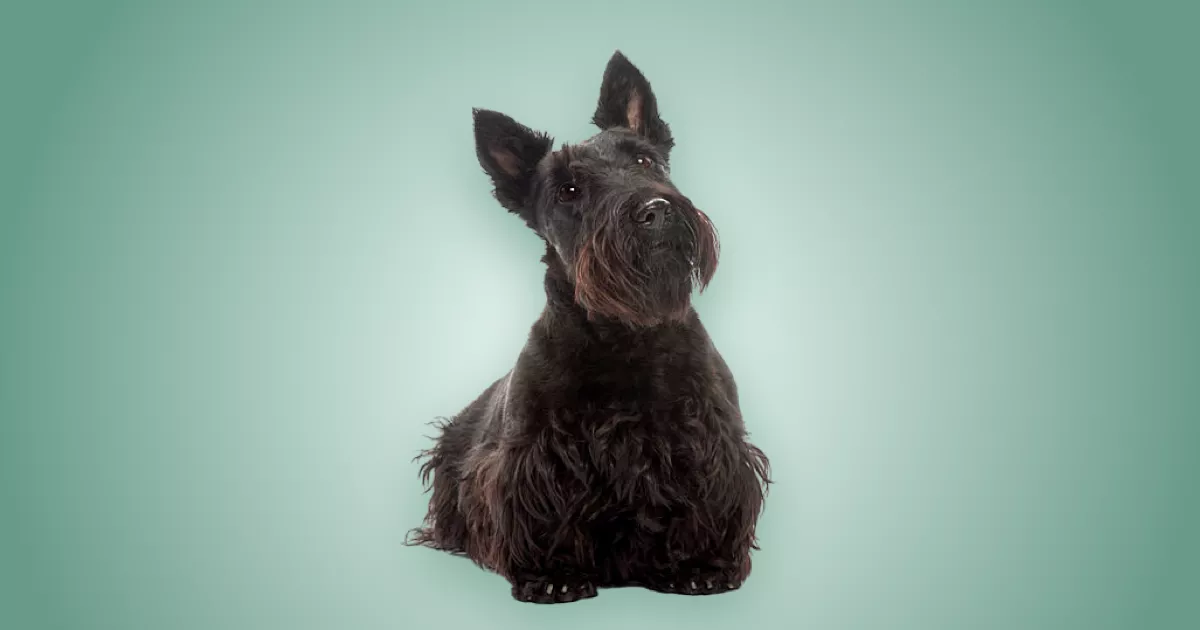 Melhor ração para Scottish Terrier em 2024