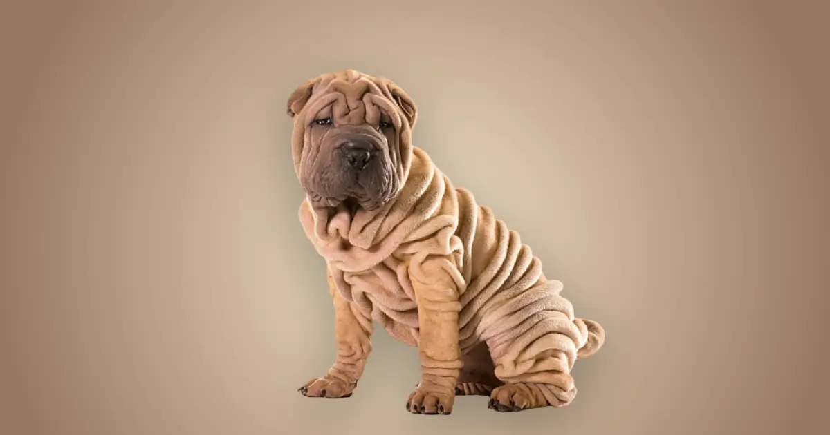 Royal canin clearance sharpei