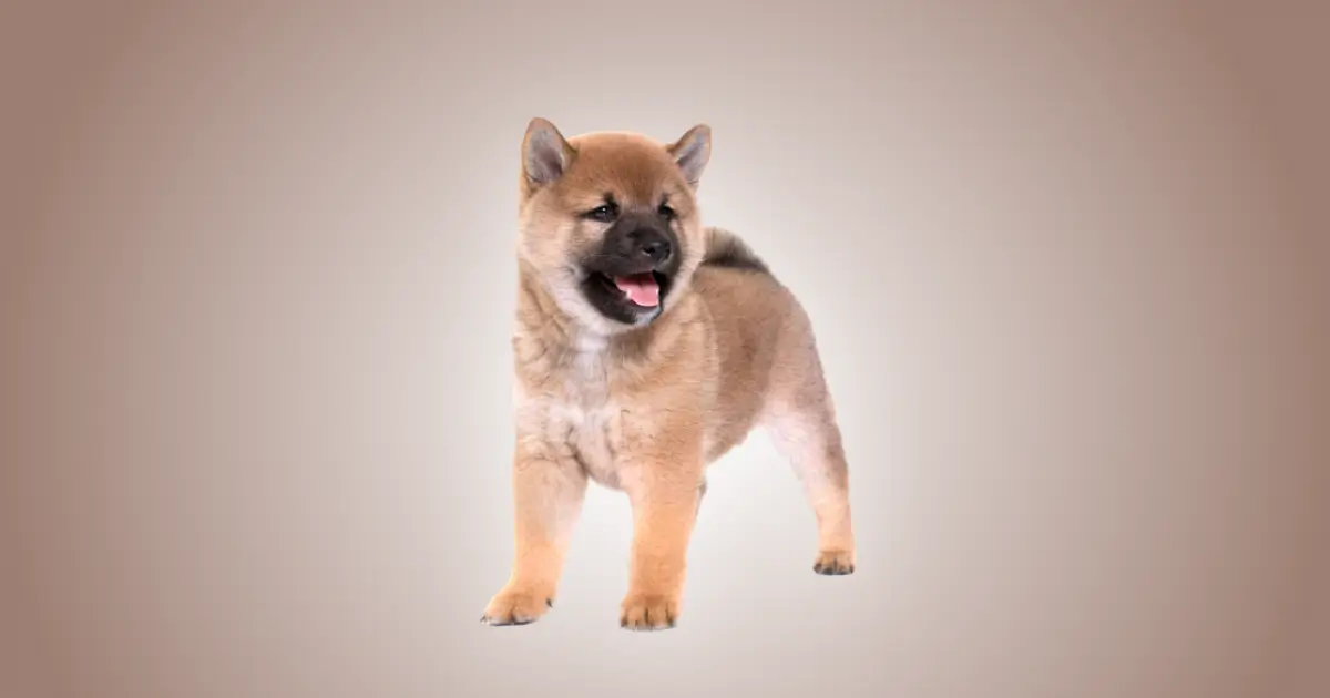 Melhor ração para filhote de Shiba Inu em 2024