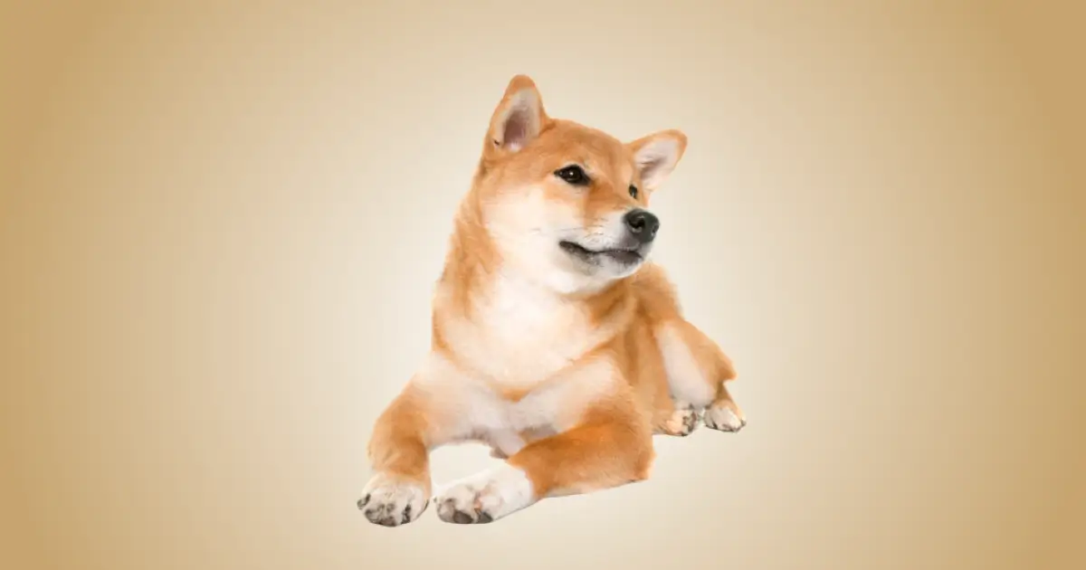 Melhor ração para Shiba Inu em 2024