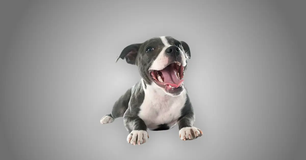 Melhor ração para filhote de Staffordshire bull terrier em 2024