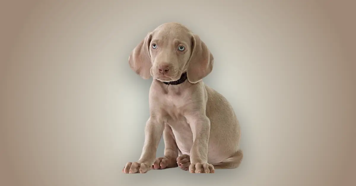 Melhor ração para filhote de Weimaraner em 2024