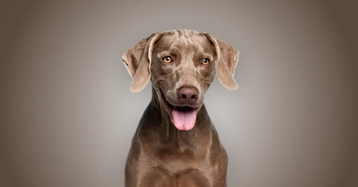 Melhor ração para Weimaraner em 2024